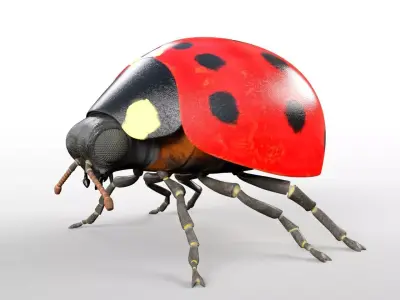 Ladybug insect Low-poly 3D model