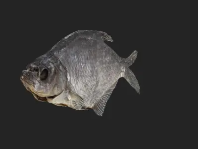 Bream dry fish Low-poly 3D model