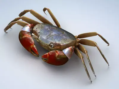 Ilyoplax pingi crab Low-poly 3D model