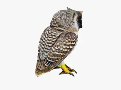 Owl Animal Free 3D model