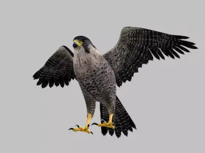 Realistic 3D Falcon Rigged Animated Fully Textured 3D model