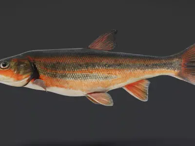 big-scaled redfin - tribolodon hakonensis fish Animated 3D model