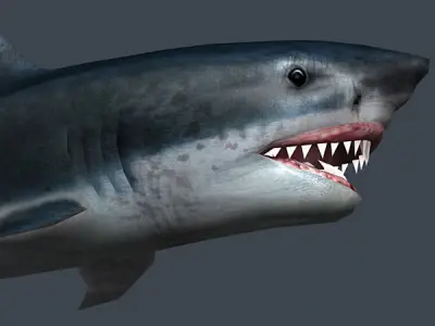 3DRT - Shark Jaws Pack Low-poly 3D model