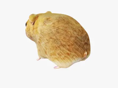 Hamster Free 3D model