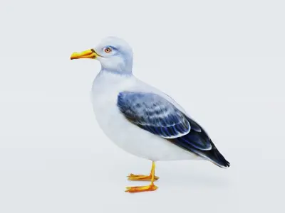 Seagull Free 3D model