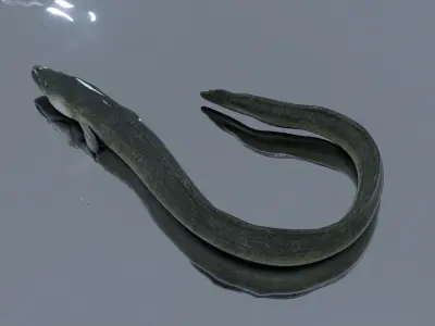 An Eel Low-poly 3D model