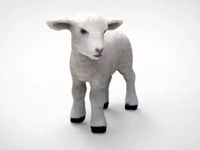 SHEEP lamb 3D model