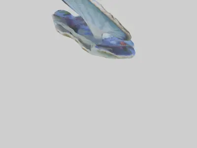 Giant Clam resting on reef model Low-poly 3D model