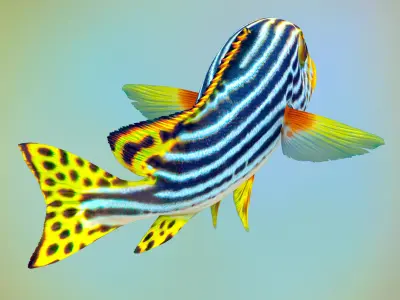 Fish Sweetlips and grunt Low-poly 3D model