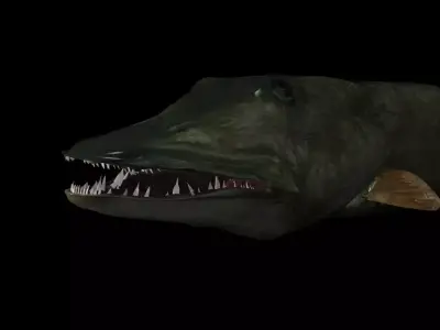 MUSKIE HEAD TEXTURES 3D model