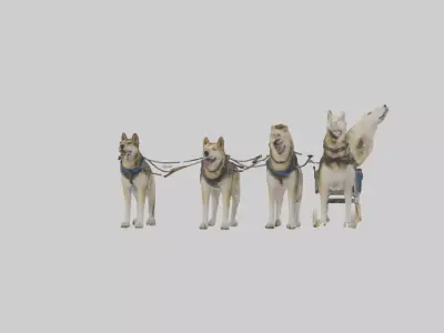 Chinook Dog sledding model Low-poly 3D model