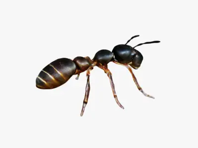 Ant Animal Free 3D model purchase