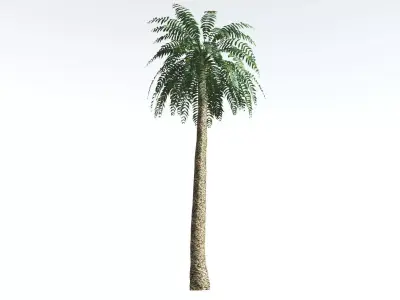 EVERYPlant Date Palm LowPoly 2 --16 Models-- Low-poly 3D model