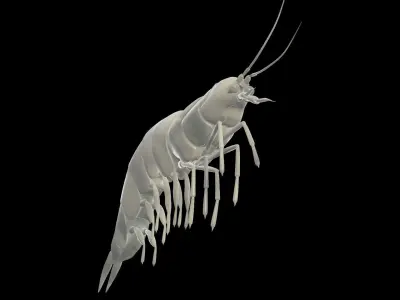 Fresh Water Shrimp 3D model