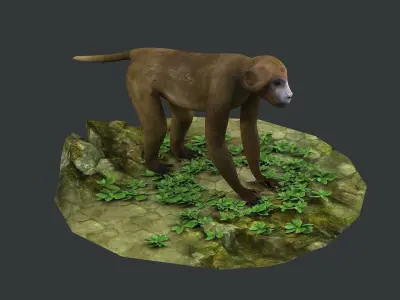 macaque monkey ape chimp africa savannah mammal 3D model