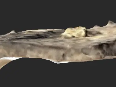 Fossilised Turtle Carapace 3D model