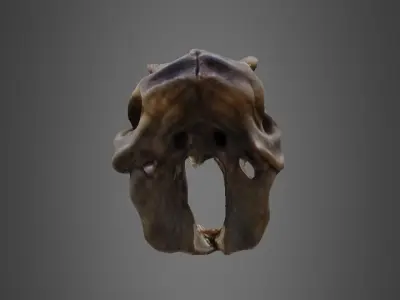 T-rex skull 3D model