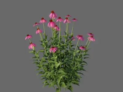XfrogPlants Echinacea Purpurea  3D model