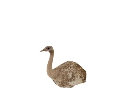 Rheas American Ostrich  Low-poly 3D model