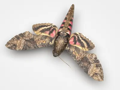 Moth Insect 3D model