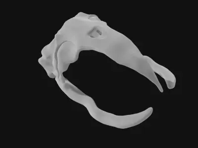 Bowhead Whale Skull 3D model