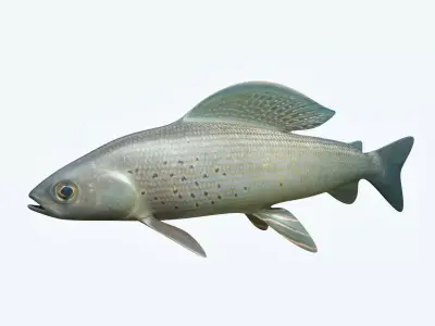 Grayling Fish 3D model