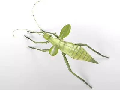Jungle Nymph insect Low-poly 3D model