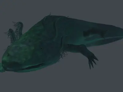 Axolotl 3D model fish Low-poly 3D model