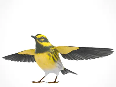 3D Bird Pack Townsends Warbler Male and Female Low-poly 3D model