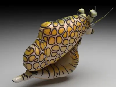 Flamingo Tongue Snail 3D model