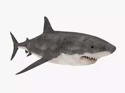 Great White Shark Low-poly 3D model