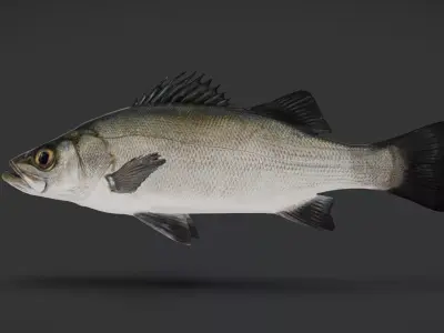Realistic Blackfin Seabass Animated 3D model