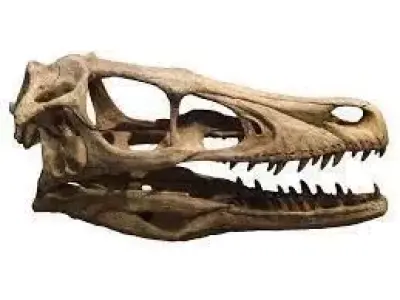 Velociraptor skull Free 3D model