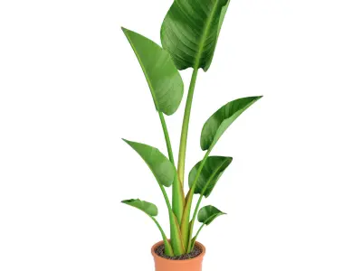 ikea STRELITZIA Potted plant Bird of paradise 3D model