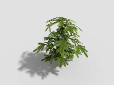 Shrub fir tree Low-poly 3D model
