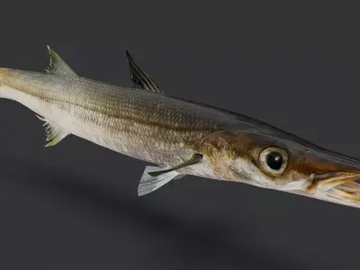 Realistic Red Barracuda Animated 3D model