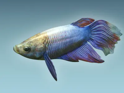 Betta Fish 1 3D model