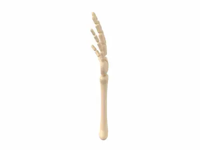 Arm Bone 3D model
