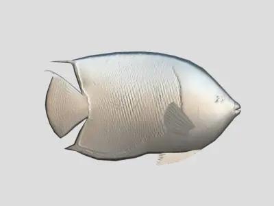  Angelfish rock Low-poly 3D model