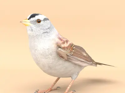 3D Bird Pack White Crowned Sparrow Male and Female Low-poly 3D model