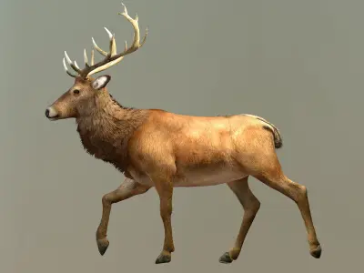 Deer stag Low-poly 3D model
