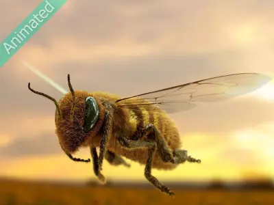 Animated bee 3D model