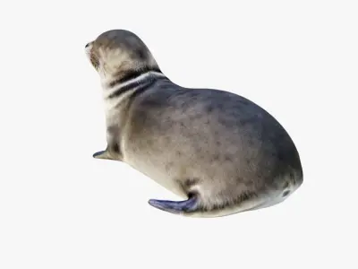 Seal Animal Free 3D model