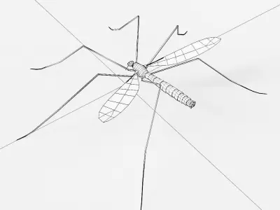 Mosquito 3d model Low-poly 3D model