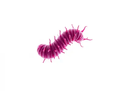 Bright Pink Caterpillar model pack Low-poly 3D model
