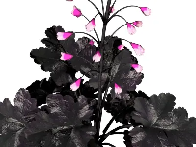 Coralbells Primo Black Pearl 3d model Low-poly 3D model