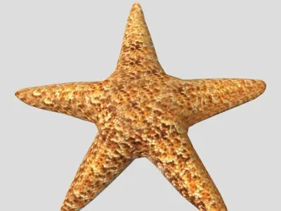 Starfish Realistic Animated Low-poly 3D model