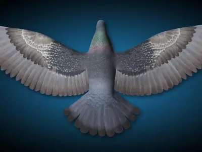 Pigeon B - Flight 3D model