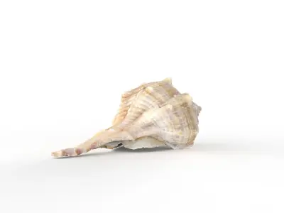 Sea shell - Scan Low-poly 3D model