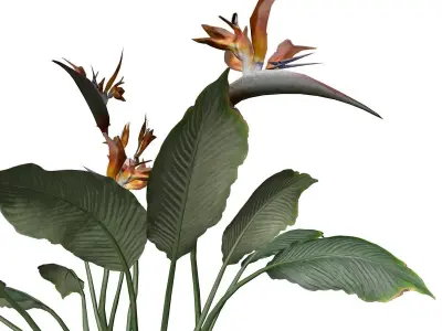 Bird of Paradise Flower - 09 - 3D model